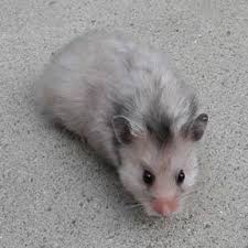 Baby Black And White Syrian Hamster Grey Syrian Hamster Syrian Hamster Cute Hamsters Hamster