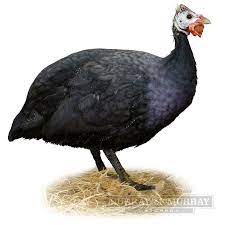 We did not find results for: Murray Mcmurray Hatchery Royal Purple Guineas