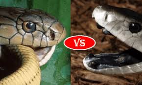 Check spelling or type a new query. Black Mamba Vs King Cobra Fight Comparison Who Will Win