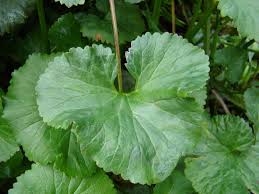 Image result for Gunnera perpensa