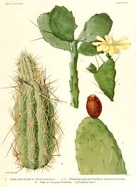 Cactus fig synonyms, cactus fig pronunciation, cactus fig translation, english dictionary definition of cactus fig. Cactaceae Genera Opuntia Mill