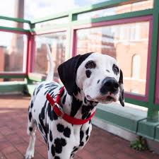 Weratedogs On Twitter This Is April She S The Star Of The New Budweiserusa Super Bowl Commercial Wanted To Introduce You To Her Clip Clop Friends Before It Airs They Really Like Carrots