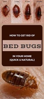 pin by gyuzeltihonova on diy cleaners rid of bed bugs bed bugs bed bug remedies