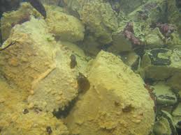 Image result for Dipcadi vaginatum