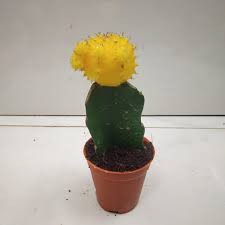 These cacti are not appropriate for propagation, but you can learn how to graft a moon cactus at home. Moon Cactus Yellow Nursery Buy