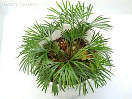 Image result for Actiniopteris pauciloba