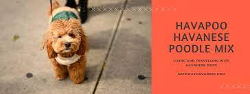 We did not find results for: Havapoo The Incredible Havanese Poodle Mix Gateway Havanese