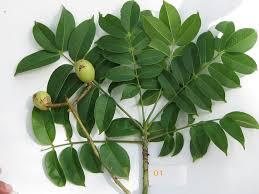 Image result for Canarium