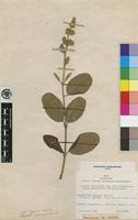 Image result for Ozoroa reticulata