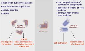 Image result for Centrostigma