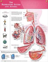 Respiratory System And Asthma Anatomy Poster Respiratory Respiratory System Respiratory System Anatomy