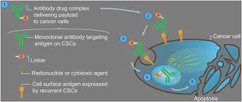 Frontiers Targeting Prostate Cancer Stem Cells With Alpha Particle Therapy Oncology