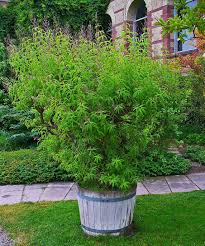 Image result for Aloysia