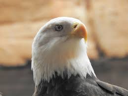 Today We Celebrate The American Eagle The National Symbol And Emblem Of The United States And Its National Bird Bald Eagle American Eagle American Bald Eagle