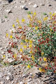 Image result for Adenolobus pechuelii