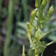 Image result for Liparis odontochilos