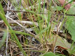 Image result for Pentameris