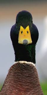 Male Mallard Duck Duck Pictures Animals Friends Animals