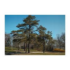 Image result for Pinus