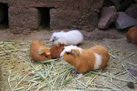 Guinea pigs for sale near me pets at home. From Pets To Plates Why More People Are Eating Guinea Pigs The Salt Npr