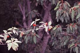 Image result for Solanum tettense