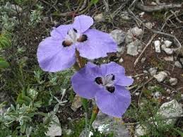 Image result for Moraea carsonii