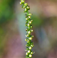 Image result for Triglochin striata