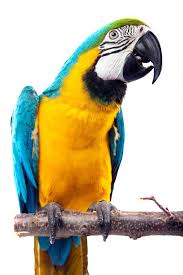 Vögel kaufen & verkaufen auf quoka.de mit kostenlosen kleinanzeigen. Papageien Arten Von A Bis Z Im Uberblick Markt De