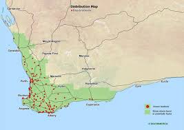 Image result for Disa cryptantha