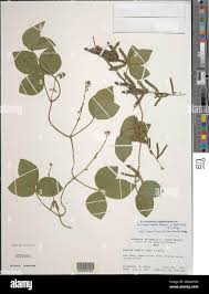 Image result for Neonotonia wightii