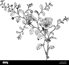 Image result for Maesobotrya floribunda