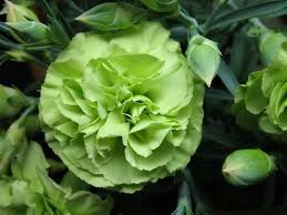 We did not find results for: Three Popular Plants For St Patrick S Day A Karin S Florist Blog