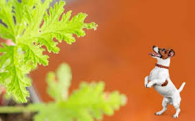 We've picked ten products to protect. Is Citronella Plant Toxic To Dogs