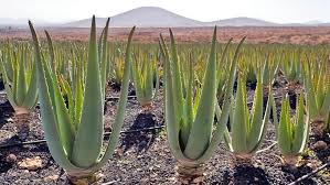 En mercaloe trabajamos para ofrecerte nuestro producto con la máxima calidad, único y especial. Aloe Vera In The Canary Islands Canarycompany