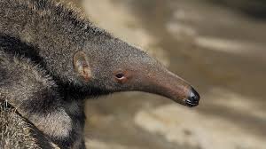 Giant Anteater San Diego Zoo Giant Anteater Zoo Animals Animals