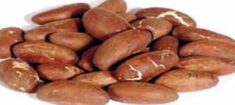 Image result for Bitter Kola Export Business