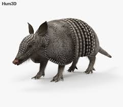 3d Model Of Armadillo Hd 3d Model Armadillo Model