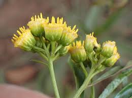 Image result for Psiadia punctulata