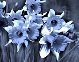 Blue Daffodils Daffodils Daffodils William Wordsworth My Pictures