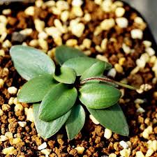 Image result for Eriospermum porphyrium