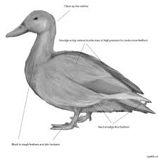 The eye is not round,but slightly squinted. Realistic Duck Drawing In 4 Steps With Photoshop
