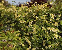 A knock out ca native vine! Plantfiles Pictures Clematis Species Chaparral Clematis Pipestem Clematis Clematis Lasiantha By Kell