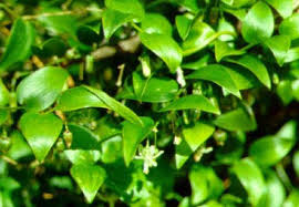 Image result for Asparagus asparagoides