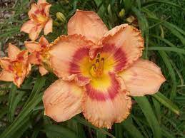 24 height late season 5bloom dormant. Daylily Hemerocallis Wild Mustang In The Daylilies Database Garden Org