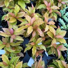 Image result for Pereskia aculeata