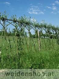 Lebender Zaun Aus Silberweide Salix Alba Nach Dem Austrieb Ende Mai Garten Pflanzen Silberweide Weidenzaun
