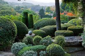 It is a townhouse with a wasteland facing south. Daily Garden Nicole De Vesian S La Louve The She Wolf Pith Vigor By Rochelle Greayer