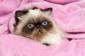 Why Do Cats Burrow Under Blankets