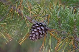 Image result for Pinus