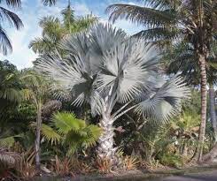 The areca palm tree is the most common choice for indoor palm trees as it's vibrant, easy to grow, and doesn't reach unmanageable sizes indoors. Guide To Planting Bismarck Palm Trees How To Care For A Bismarck Palm Tree